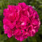 100 Stück frische rosa Geranien-Blumensamen