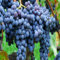 Magic of Nature, Weintrauben Pflanzen, Weinrebe Ideale Garten Pflanzen, Winterhart Weintraube, Kernlose Tafel-Trauben-Kollektion. Weinreben Sortiment kernlos. -3zwiebeln-F
