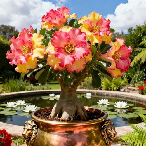 Rosa del Deserto Rara/Rosa del Deserto Resistente/Ottima Balcone/Bassa Manutenzione-1 PCS-J