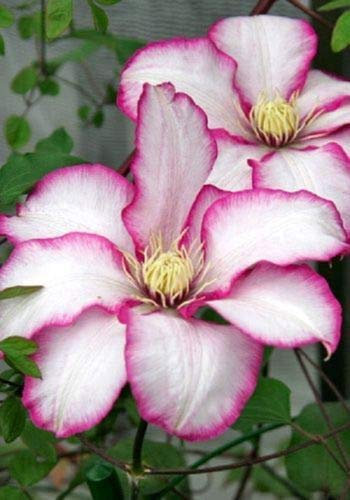 25 Weiß Rosa Tipps Clematis Samen Große Bloom Klettern Staudengarten-Blumen