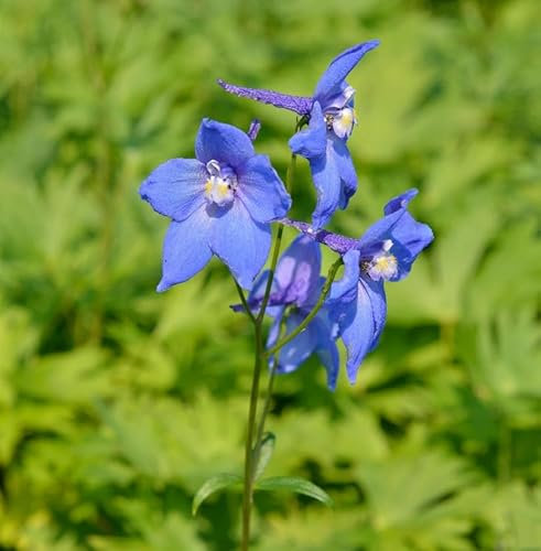 Rittersporn Balaton - Delphinium belladonna
