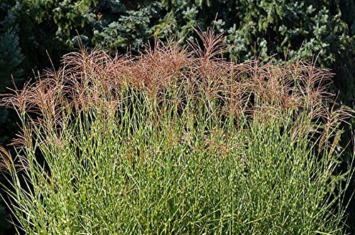Zebra Gras, Maiden Gras Samen - Chinaschilf