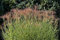 Zebra Gras, Maiden Gras Samen - Chinaschilf