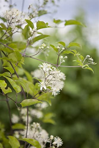 Clematis vitalba 40-60 cm - Waldrebe, cremeweiße Blüten, Blütezeit Juli-September, ideal für Zäune und Pergolen, bienenfreundlich, schnellwachsend