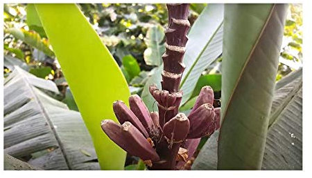 Pcs - 15x Musa (Bananier) Velutina Zwergbananen Fruits Plantes - Graines ID135 - Seeds & Plants Shop by Ipsa
