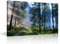 Décoration murale arbre tôt le matin, forêt et route sur toile, œuvre d'art, paysage naturel, peinture imprimée pour maison, salon, salle à manger, cuisine, 45,7 x 30,5 cm
