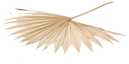 NaDeco Palmenblatt 'Sun', groß, Breite ca. 30-50 cm, Länge ca. 35-60 cm | Palm Sun | Palmenblatt | Palmenwedel | Palmenzweig | Beachbar-Deko | Beachclub | Strandbar-Deko | Boho-Style | Boho-Deko