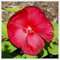 Hibiskus Rhizome, GroßE Und Bunte Blumen, Winterhart MehrjäHrig, Hibiskus,Topfpflanzen, Vier-Jahreszeiten-Pflanzen,Winterhart, Hibiskus Pflanzen-2Rhizome-F