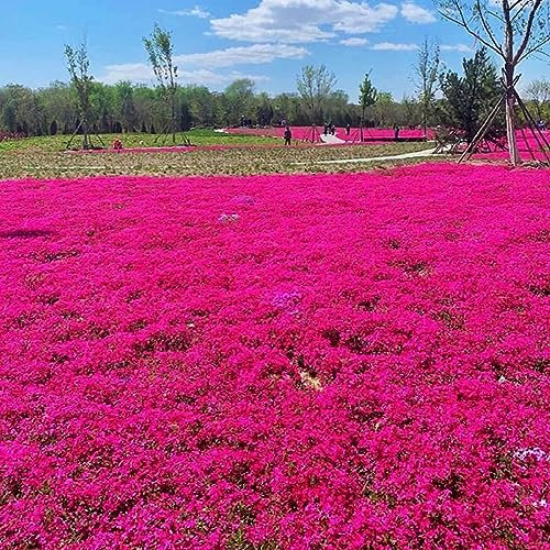 200 Stück Thymian Samen Rot, Kriechender Thymian Samen, Leicht zu Pflanzen, Mehrjährige Bodendecker Blume, Blumensamen zur Aussaat, Thymian Pflanze Samen für den Garten und Balkon
