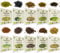 SaatPur® Saatgut Bio Keimsprossen Set 10er Set div. Sorten, hohe Keimkraft, Micro-Greens für vitaminreiche, vegane Ernährung, Keimsaat Sprossen Samen mikrobiologisch untersucht, Graspapier-Verpackung
