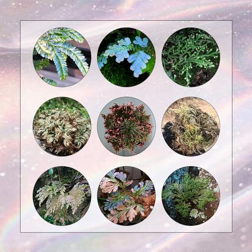 10 Pcs Rose Von Jericho Kaufen Zwiebeln - Selaginella Tamariscina - Topfpflanzen Draußen Winterhart, Pflanzen Züchten Rose Von Jericho Echte Knollen, Winterlinge Zwiebeln Winterhart