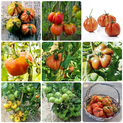 300 pcs ochsenherz tomatensamen bio zimmerpflanze winterfeste pflanzen für kübel deko büro winterharte balkonpflanzen alte gemüsesorten samen gemüsesaat kräuterbeet kübelpflanzen