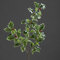 mucplants Ilexzweig Grün-Weiß mit roten Beeren Höhe 52cm Kunstzweig Künstlicher Ilex Kunstblumen