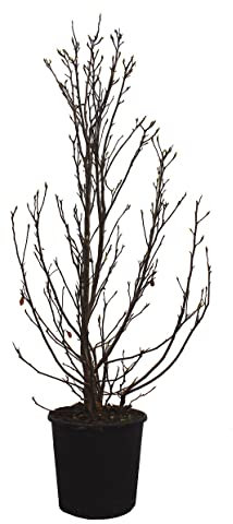KENTIS - Magnolia Susan - Blühende Magnolie - Echte Pflanzen für Garten - Balkon Pflanze - Heckenpflanze - H 100-125 cm Vaso Ø 30 cm
