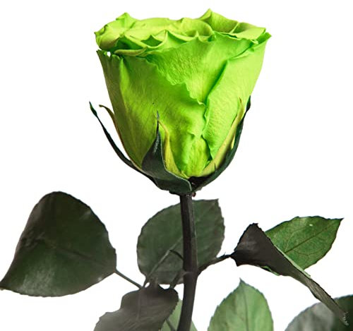 Ewige Rose Grün - echte konservierte Rosen mit Stängel 30-35cm lang haltbar 3 Jahre - Blumen für Deko Vase grün Boho Style Geschenke für Frauen zum Geburtstag - Genesung Geschenke Frau (Grün)