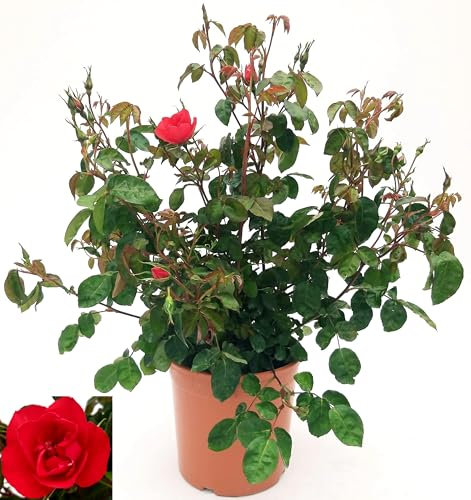 POWERS TO FLOWERS - ROSA DA GIARDINO RAMPICANTE e RIFIORENTE SENZA SPINE, ROSA ROSSA. PIANTA XXL VASO 24CM, Pianta Vera
