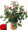 POWERS TO FLOWERS - ROSA DA GIARDINO RAMPICANTE e RIFIORENTE SENZA SPINE, ROSA ROSSA. PIANTA XXL VASO 24CM, Pianta Vera