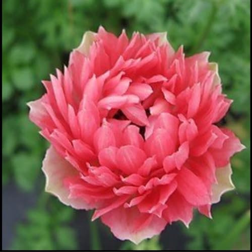Anemonen Zwiebeln,winterharte pflanzen,gesunde Zwiebeln,geeignet für Gärten,schöne,Balkone,pflegeleichte,farbenfrohe Blumen,Töpfe und Terrassen,pflanzkorb blumenzwiebeln.-10zwiebeln-E