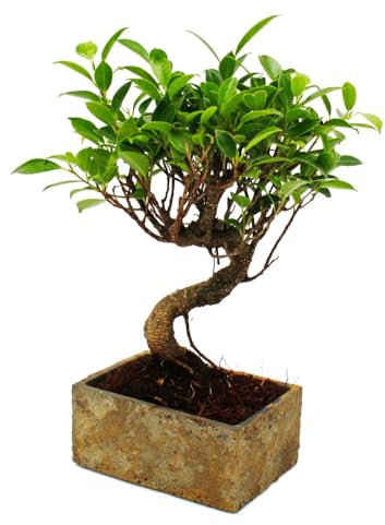 Bonsái para habitación – en cerámica moderna – Bonsai Ficus – 6 años de edad – aspecto de piedra