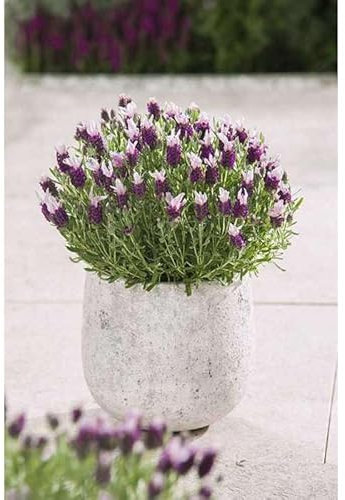 1 French Lavender Bandera Pink Colourful Flowering Plants, Shrubs, Ready to Plant,1ltr pots