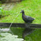Bussandri Exclusive - Wasserspeier Ente