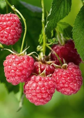 Frambuesa Rubus idaeus 'Malling Promise' – Frambuesa autopolinizadora de verano – 100% orgánico – Ø 13 cm – aprox. 45 cm de altura – deliciosas frutas rojas