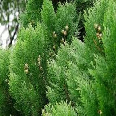 Cipressi Platycladus orientalis semi arborvitae orientali conifera casa semi fai da te giardino - 10 pc / lotto