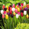 25 bulbos de Tulipán Riesen Darwin Hybrid Mezcla de Primavera | Bulbos exclusivos de Tulipanes de Holanda | Mínimo 5 variedades y colores diferentes | Tulipanes resistentes al invierno y perennes