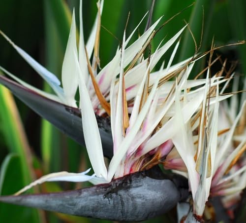 Frische Strelitzia Pflanzensamen 50 Stück weißZum Einpflanzen