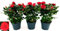 POWERS TO FLOWERS - ROSA DA GIARDINO RAMPICANTE e RIFIORENTE, ROSA ROSSA, 3 PIANTE, Piante Vere