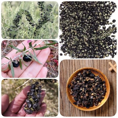 300 pcs Goji Beeren Schwarz Samen - bio saatgut, alte sorten saatgut, wildkräuter samen Lycium ruthenicum - baumsamen dachbegrünung bohnenkraut pflanze obstbaum plant saatgut geschenk