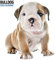Bulldog 2023 Moderner Kalender