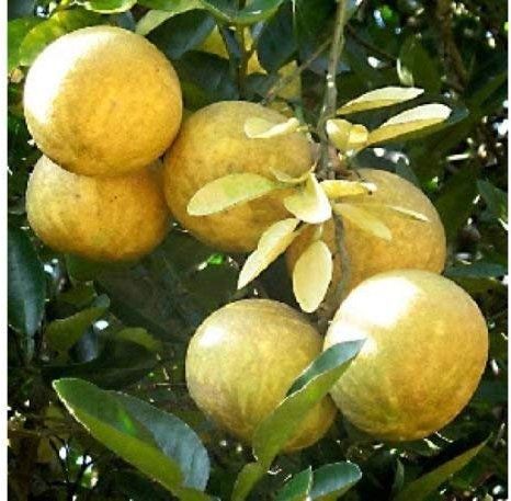 Aegle marmelos Semillas BENGALA Árbol de membrillo!