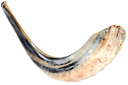 Barsheshet Ribak Koscher Ram's Horn Shofar, poliert, 33-37 cm