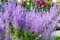 Silber-Perowskie - Blauraute - Perovskia atriplicifolia - 10 Samen