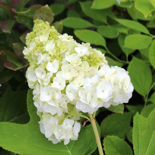 Vivai le Georgiche - Pianta vera di Hydrangea quercifolia Harmony Ortensia a foglie di quercia 'Harmony' - vaso Ø 18 cm