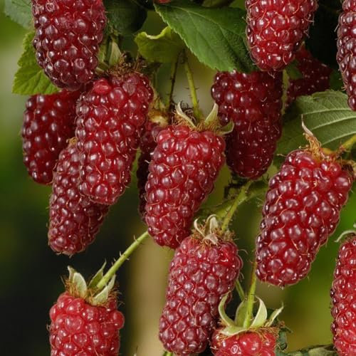 kiskick 50 Pezzi deliziosi Semi di Frutta Lampone Rosso Dolce succoso Giardino pianta da Giardino Semi di Albero per piantare Semi di Lampone 50 pz