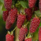 kiskick 50 Pezzi deliziosi Semi di Frutta Lampone Rosso Dolce succoso Giardino pianta da Giardino Semi di Albero per piantare Semi di Lampone 50 pz