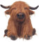 Lesser & Pavey Highland Cow Doorstop for Home & Office | Stylish Door Wedges & Door Stoppers for Floor | Door Stops for Indoors & Outdoors | Reliable Door Wedges for Bedroom
