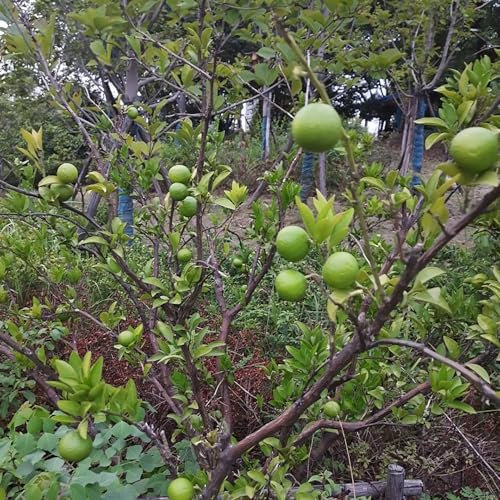 30 pcs bitterorange pflanze samen, alte sorten saatgut, pflanze echt bitterorange baum - Poncirus trifoliata - gartenpflanzen, zimmerpflanzen echt grünpflanzen zimmerpflanzen, nachhaltige