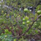 30 pcs bitterorange pflanze samen, alte sorten saatgut, pflanze echt bitterorange baum - Poncirus trifoliata - gartenpflanzen, zimmerpflanzen echt grünpflanzen zimmerpflanzen, nachhaltige