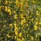 semi resistenti di ginestra - piante in vaso resistenti all'esterno, fiori primaverili semi di ginestra albero bonsai vero, cespugli fioriti semi biologici antiche varietà, piante 200pcs