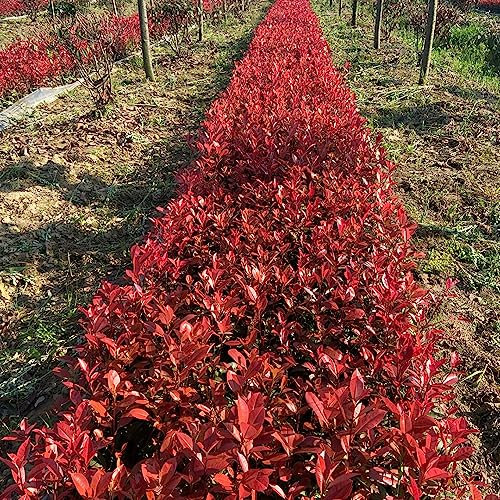 200 piezas semillas de petirrojo rojo fotinia semilla organica,Photinia serrulata, decoración de plantas decoración de balcón Árbol bonsai regalo de semilla