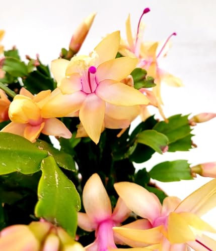 Schlumbergera FIORE GIALLO cactus di Natale natalina pianta grassa di natale