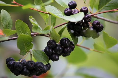 20 Samen der Aronia-Beere, (aronia melanocarpa), Apfelbeere, frisches Saatgut der Aroniabeere, frische Kerne, Obst, Superfood und blühender Traum und Bienenmagnet für den Garten und Balkon