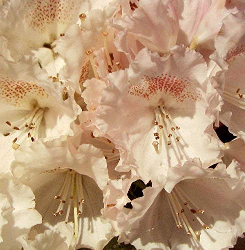 Hochstamm Rhododendron Heinjes Zauberflöte 60-80cm - Alpenrose