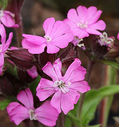 Taubenkropf Leimkraut - Silene vulgaris - lebende Gartenpflanze aus den Baumschulen
