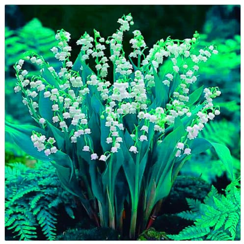 Lily of The Valley Roots,Wedding Flowers,Excellent Display, Suitable, Flowering Rhizome, Greening Flower-3 Bulbs-G