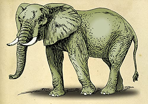 hansepuzzle 84659 - weißer Elefant Puzzle 260 Teile - Hintergründe Puzzle mit hochwertiger Aufbewahrung: Kartonbox und wiederverschließbarem Beutel - Format 41 × 28,7 cm