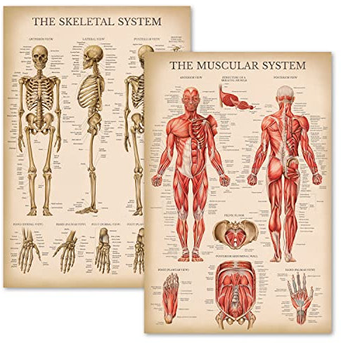 Palace Learning Vintage Anatomisches Diagramm-Set mit Muskel- und Skelettsystemen, laminiert, 45,7 x 61 cm